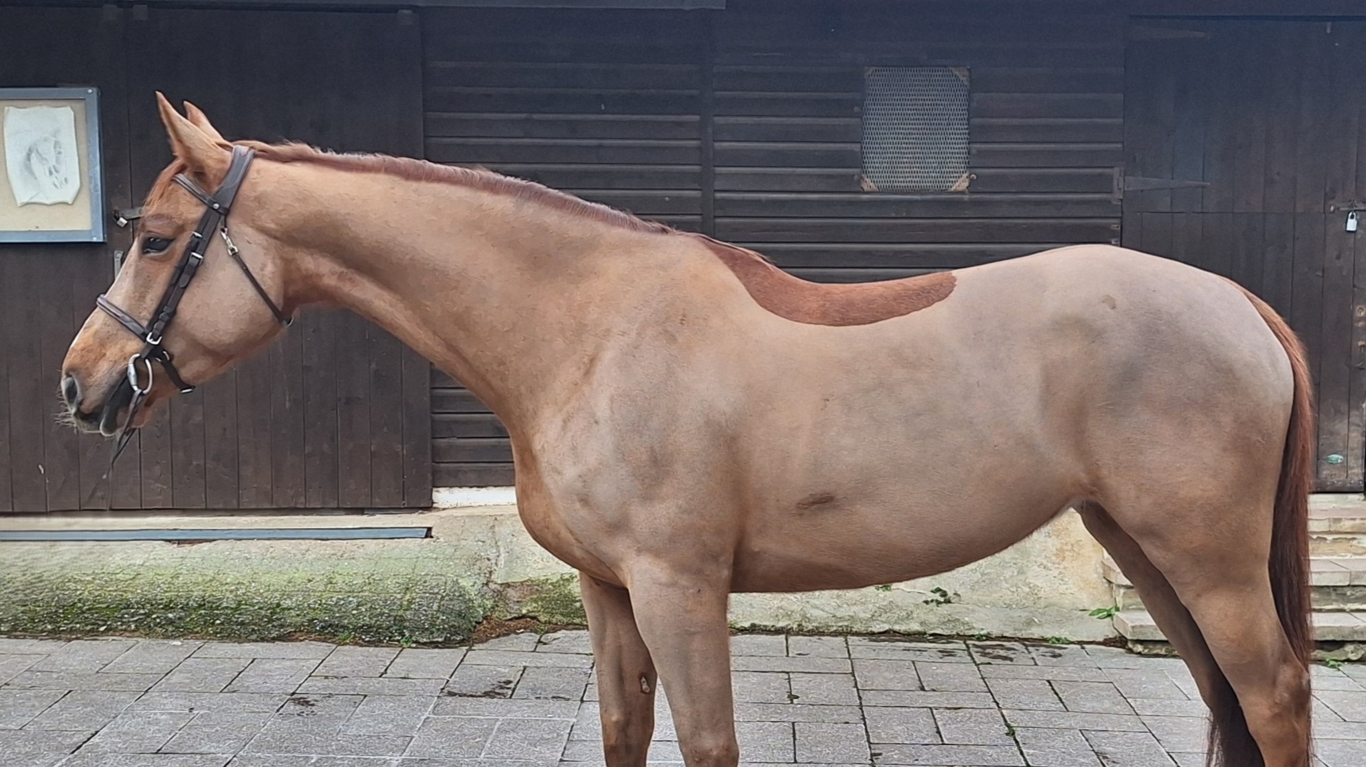 horse